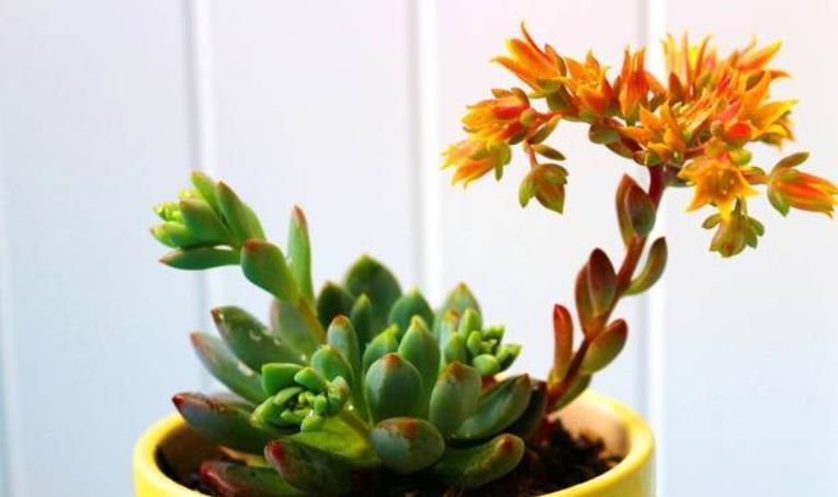 多肉长花箭就剪掉?4种多肉,“花箭”再多也不能剪,剪了后悔