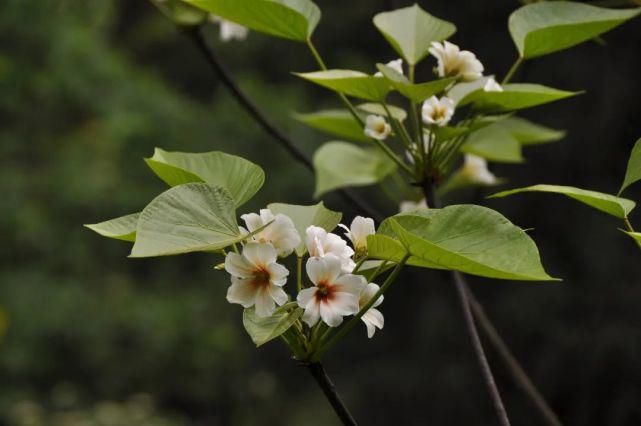 天台山植物多样性