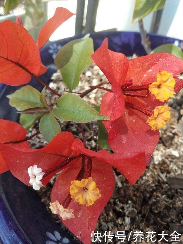 养花不要贪多，只选一个最好的品种，在家就能养成花海