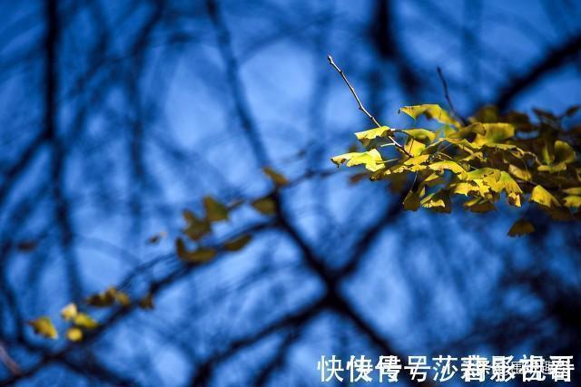 栽种#老辈人认为桂花树是吉祥树,却有4处地方不宜栽种,哪4处?为啥?