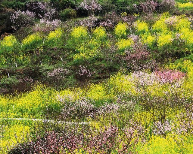 “花动一山春色” ——重庆九龙坡区九凤山赏春花