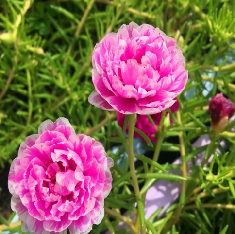 最坚强的“1种花”，仅把“一个枝丫”放盆里，都能长成美盆栽