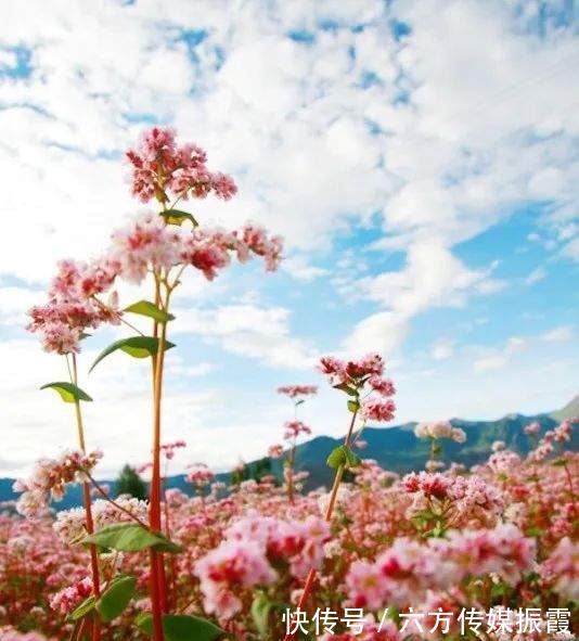 山谷|「阿觉诗」遗世山谷的荞麦花海