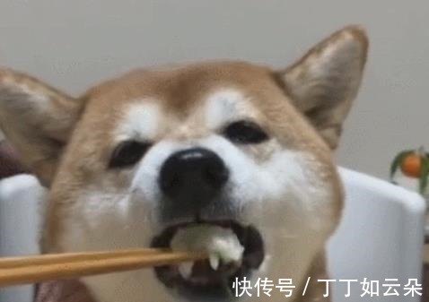 营养餐|在家这样做，宠物们笑哈哈！