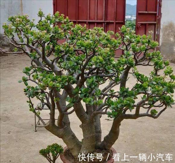 养玉树的4个修剪“姿势”,记住一个就够,不然越养越难看