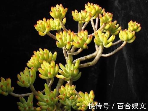 5种直立性很强的多肉,轻松养出精致漂亮的直立桩,别有一番韵味