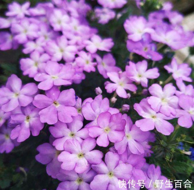 养花就养个花期长的,花开媲美玫瑰,花朵姿态万千,美