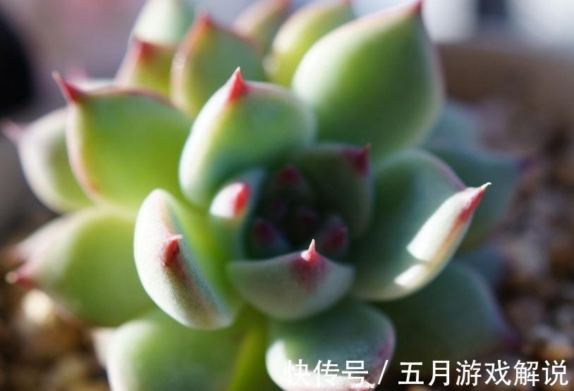 养护多肉植物别光关注浇水,合理配土才是关键,这样才是佛系养肉