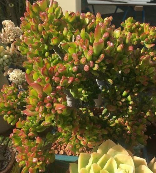 摆放|哪些植物适合摆放在客厅首选3款高颜值多肉,可镇宅招财