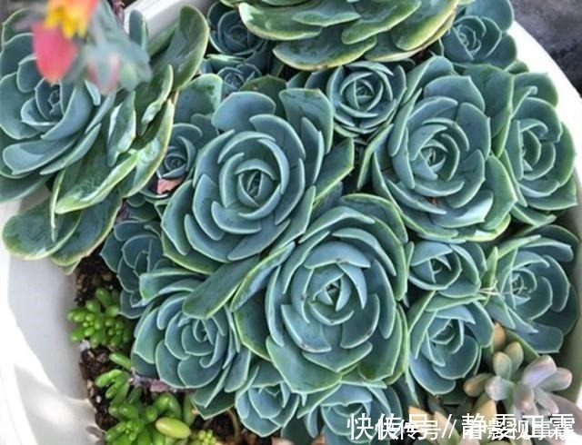 光照|养多肉,这4个“要点”缺一不可,少一个,都难以养活!