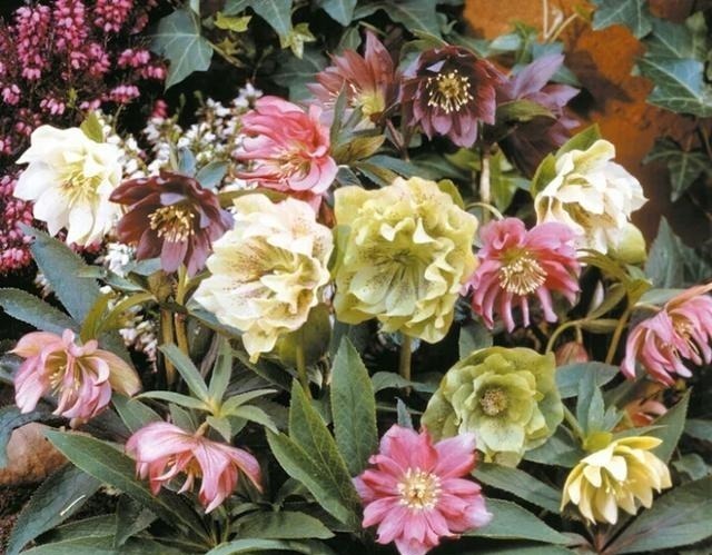 被名字耽误一生的6种花,土里土气,开花却“气度非凡”靓丽入眼