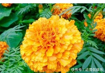 太阳花|以下3种花,越贱养长的越好,1个月不浇水也能疯长!懒人养花必备