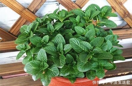 漂亮|“病菌”不喜欢7种花，养家里，一家老小“身体好”，聪明人都养！