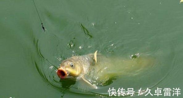 鲤鱼|晚秋野钓鲤鱼，用玉米还是蚯蚓，到底哪一种效果会更好