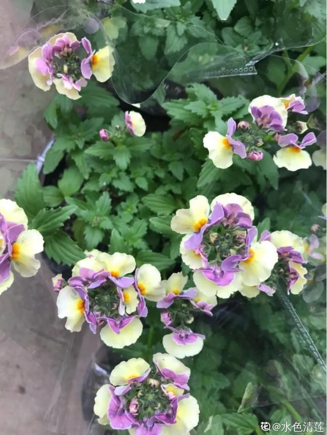 这花名字土掉渣,开花却特美,花期长达3个月