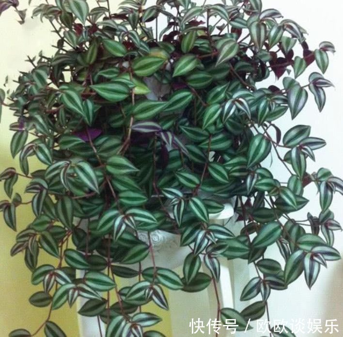 花卉|家里阳台必养此款花卉,镇宅又聚财,天天好运来,养好还开花!