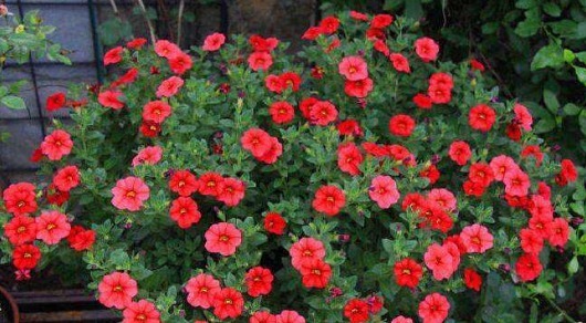 不如养盆“百万小铃”，养护只需记住3点，四季花开不断小巧精致