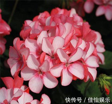 大岩桐|几种花养在家里,花大色很艳,韵压群芳超美丽,很值得拥有