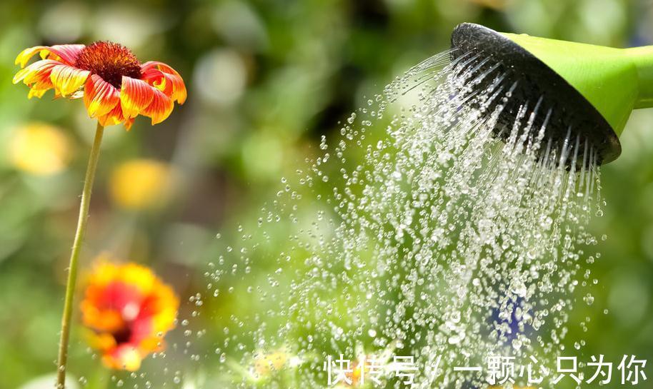 养花干货第六期,8个坏习惯会让你成为花卉杀手,你占几个