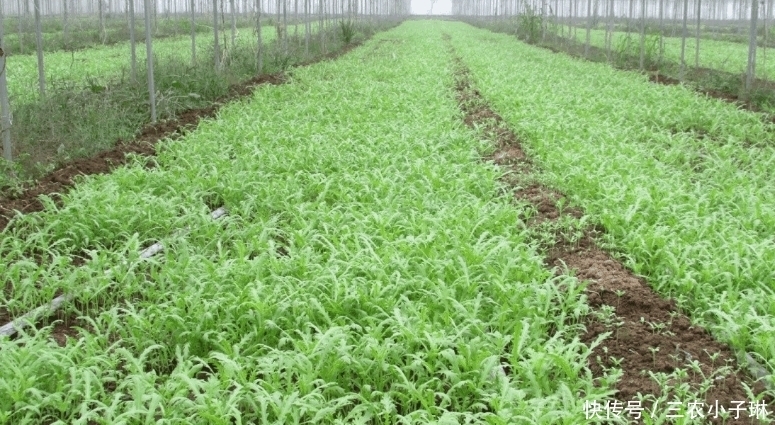 野茼蒿|印度“恶名昭彰”的野草, 可入侵中国之后, 却成了一道美味