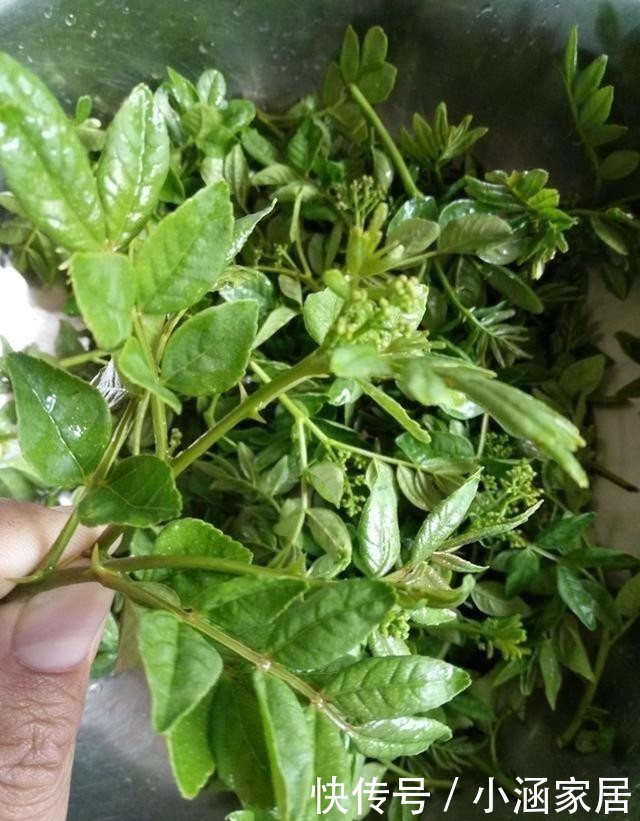 花椒树|1树生得妙,果能吃、叶能吃,全身是宝,小时候却砍来当柴烧