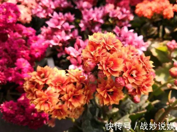 蟹爪兰|6种花是“老酒鬼”,1个月喝2杯,叶子油亮亮,花苞冒不完