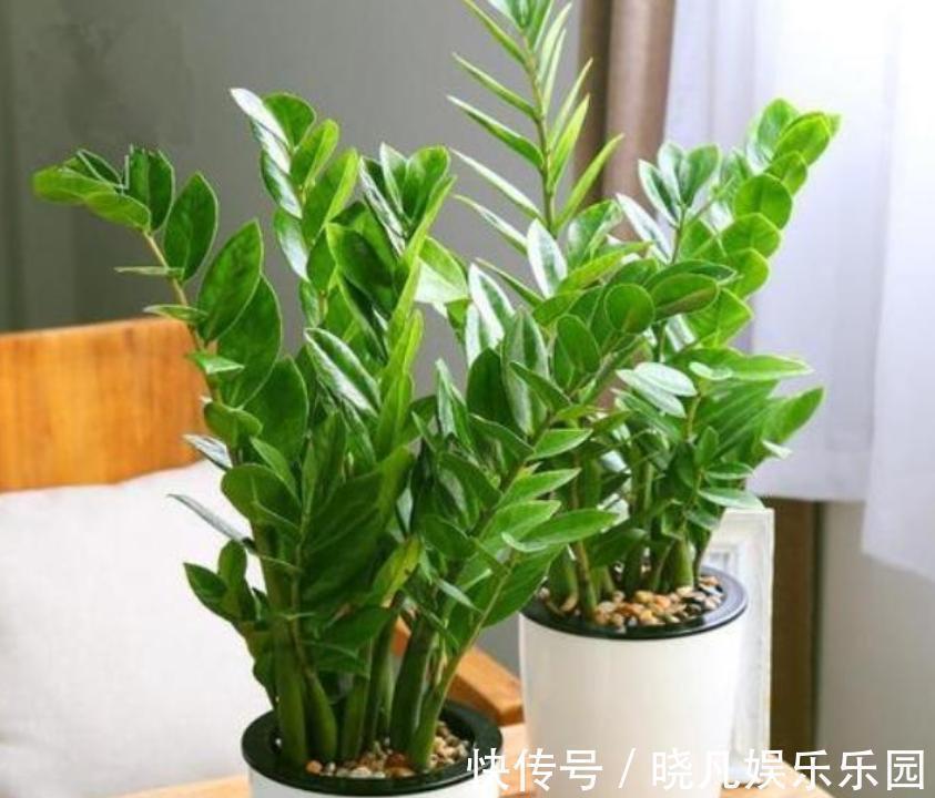 发财树|人养花,花养人,6种花越养越健康,养人又旺财