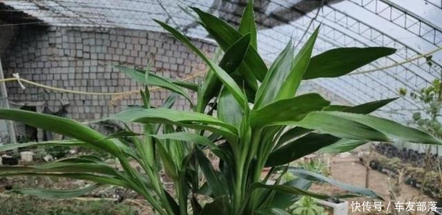 富贵竹最喜欢这些“东西”,花几块钱买一点,比阿司匹林靠谱多了