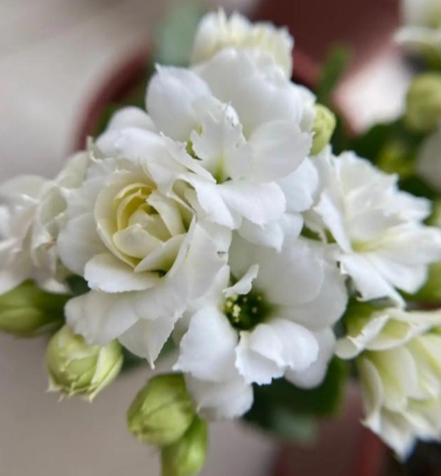 品种|75个长寿花品种，一个比一个美，一起来认识一下吧！