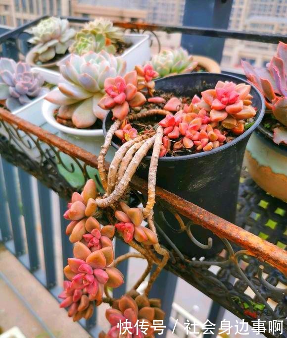 养多肉，我只选这1种，3年就成“老桩”还爱爆头，漂亮又好养！