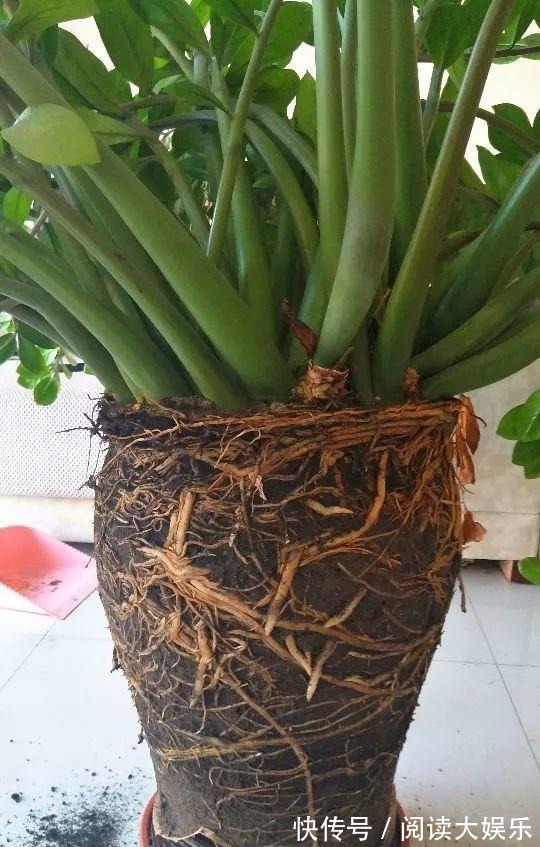 5种花“专吃土”,砸开花盆全是“大块根”,正确方法