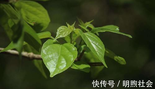 该植物的叶子臭臭的,动物不爱吃,却被人们做成美味佳肴