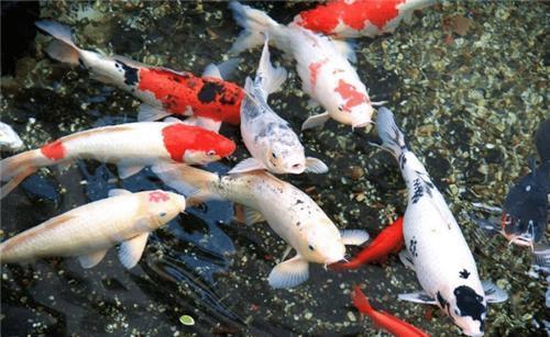 清华|男子欠2亿外债,女儿从清华辍学养鱼还债,现今一条鱼拍出1500万