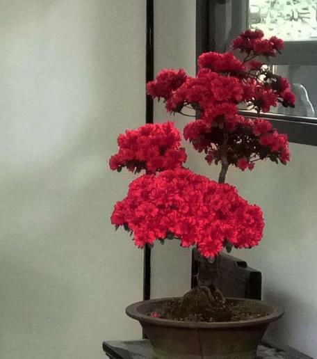 有3种花卉，若养得越长久，就可以成为花中“长老”，价值不菲