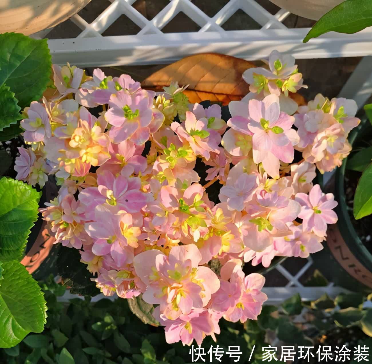 绣球花大合集,6个单品都不错,你最喜欢哪种?