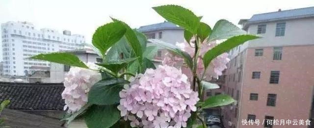 家庭绣球花怎样养，学会这几招，完全放养，都能开成大花球