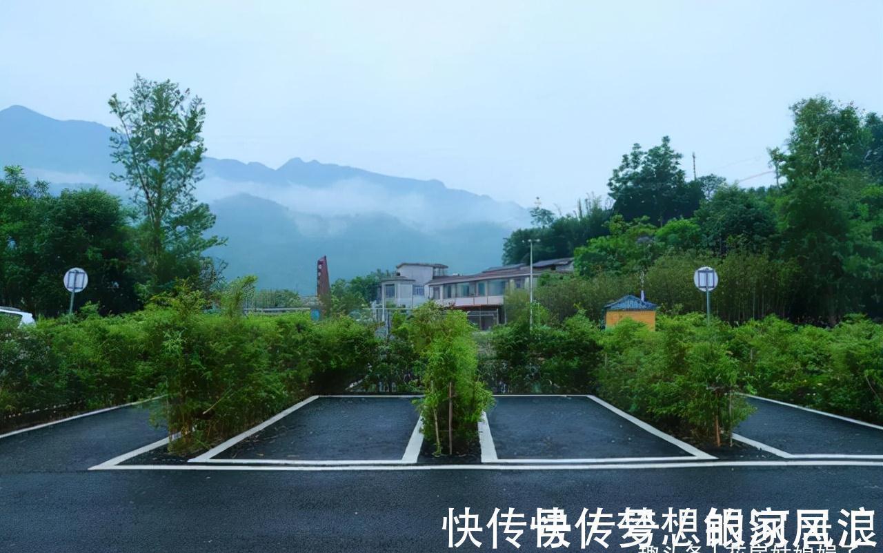 花盆|没有院子也能养好竹子,这几种竹子可以做成盆景养在室内