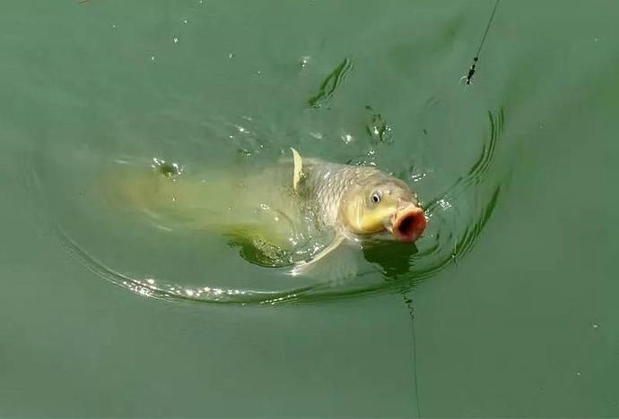 夏天野钓看到这三个信号,说明有大鱼进窝了