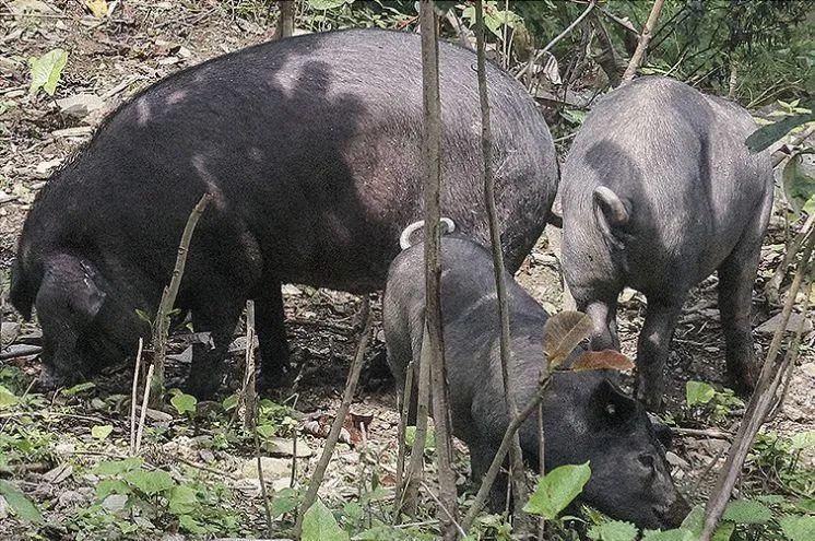 这才是正宗的四川腊味，咸、甜、麻、辣，口口入魂，一口让你吃到过年的味道。