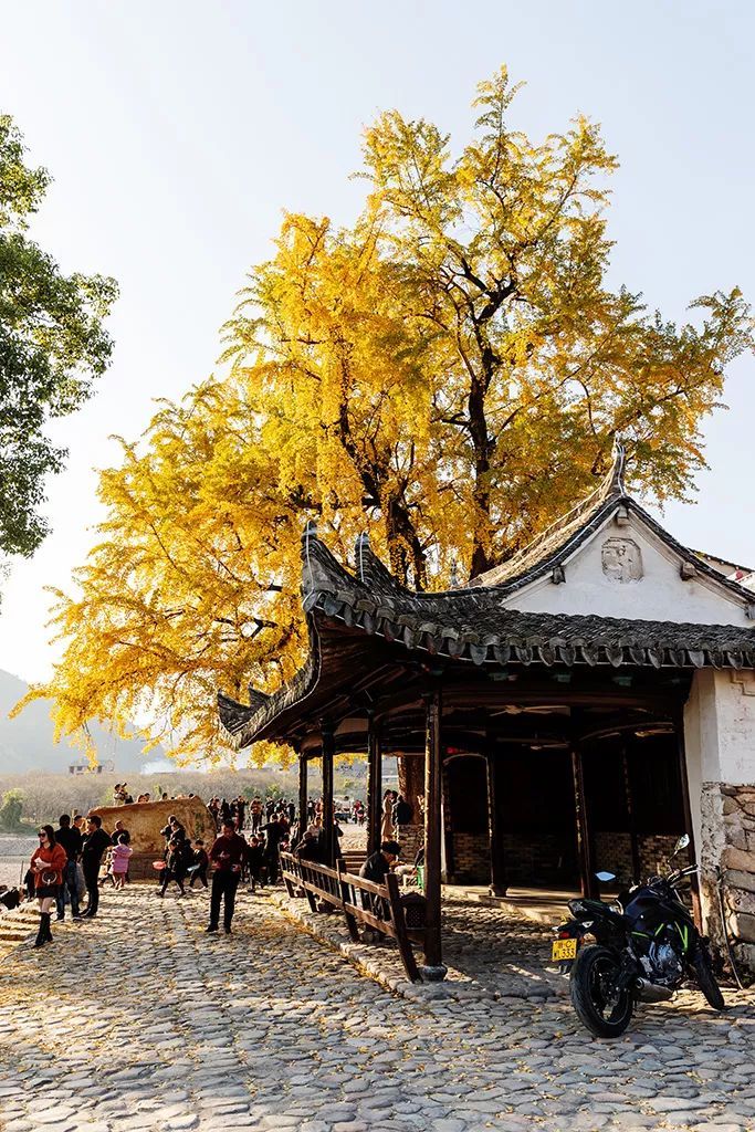 银杏|恬静山水间，神秘白泉地。