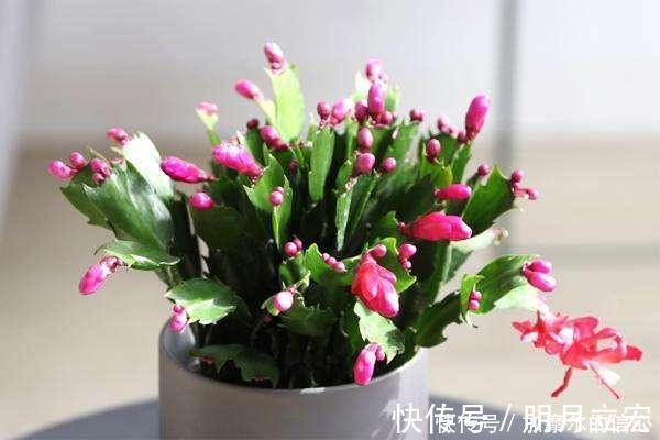 11月养蟹爪兰,用上3个狠招,一个叶片冒5个花苞,特喜人