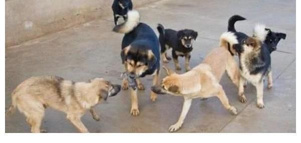 程鹏@1993年,他带狗参演《老人与狗》,电影拍完人与狗皆被处死