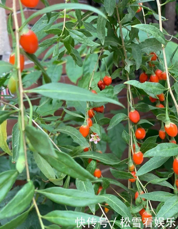 种花|3种花浑身都是宝，能炒菜能煲汤，养在屋里香气飘飘！