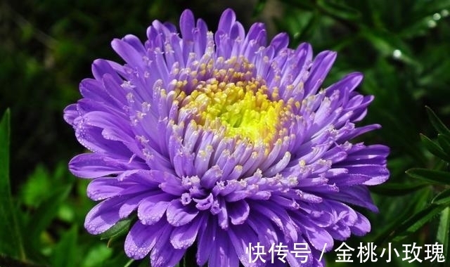 桃花|八月好运缠身，发财连连，撞桃花，遇财神，自此开启富贵人生