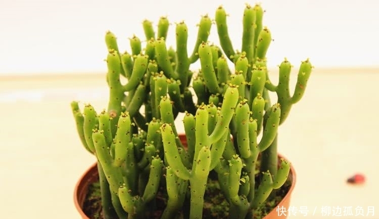 带有毒汁的三种花,提醒家人不可以养,不能忽略