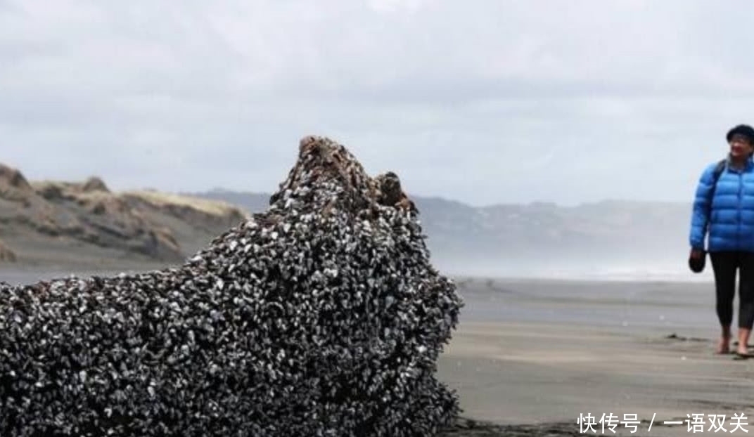 人因|世界上最昂贵也是最危险的海鲜之一,每年有无数人因采摘它而受伤
