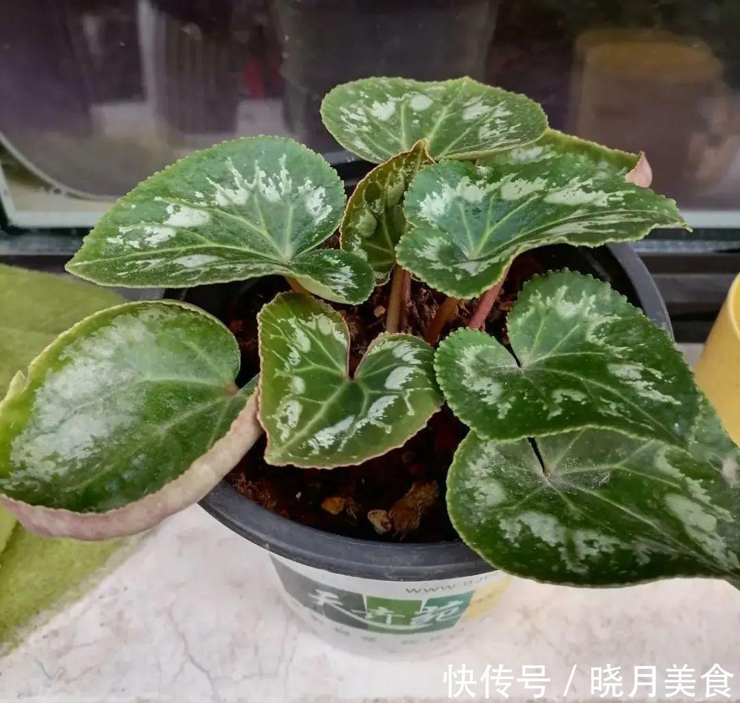 浇水|15种常见花,冬天浇水有讲究,小心越浇花越死