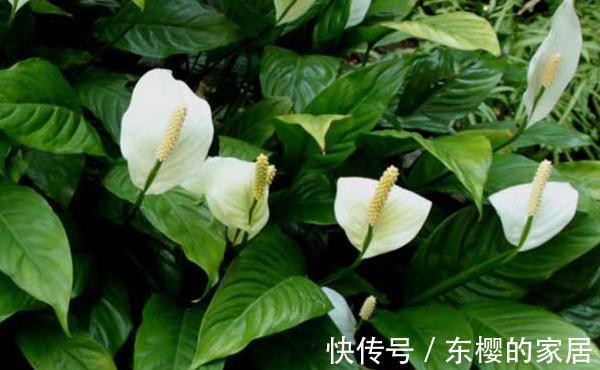净化器|养花试试这几款,是种有净化功能的花卉植物,养护简单