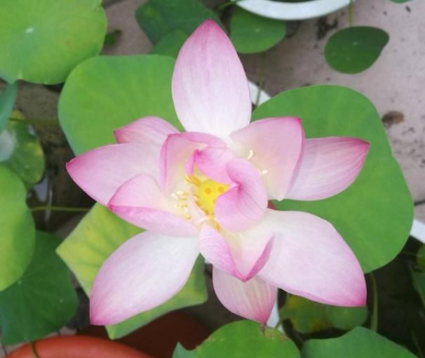 碗莲的养护小细节，做好这3点，叶子又圆又美！