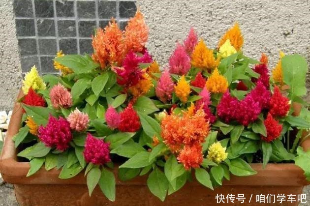 花农养花为啥成本这么低学会用小苏打,几十盆都花不了2块钱!